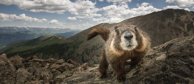 The humble marmot is a large ground squirrel found across Asia, Europe, and North America. Photo by Eli Allan on Unsplash.