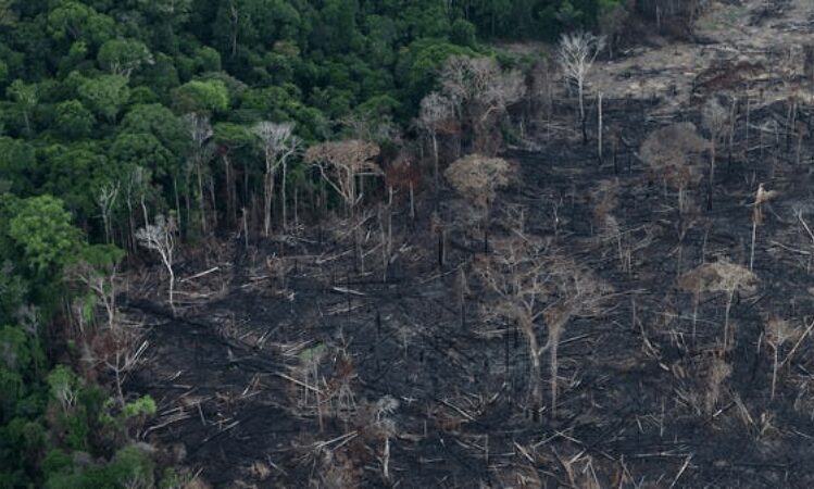 Illegal deforestation in northern Brazil
