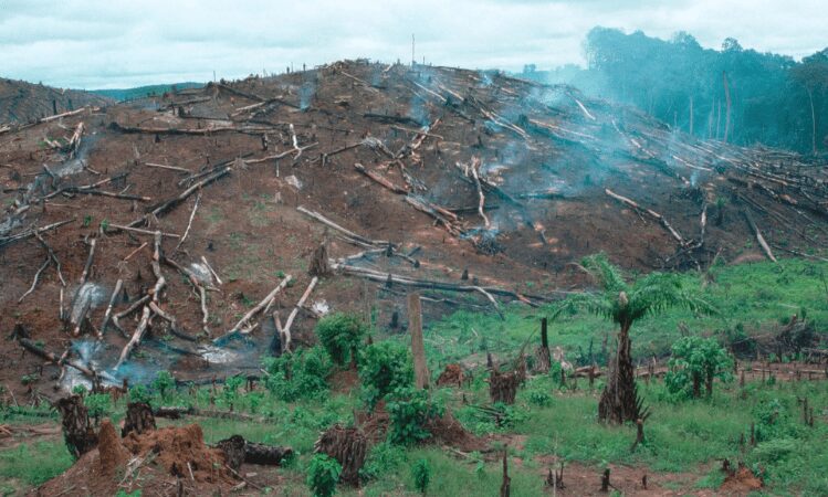 Deforestation in Liberia. In 2014, Norway paid Liberia $150m to reduce deforestation.