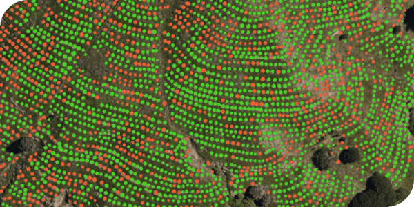 Sapling detection and survival rate monitoring