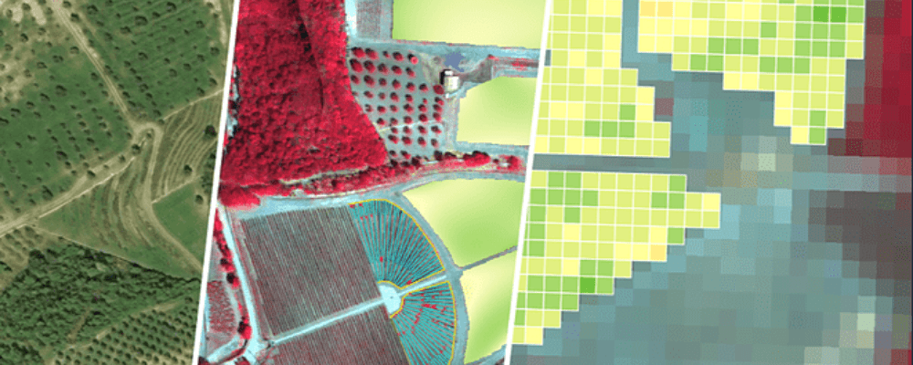 Vineyard monitoring : from drone to satellite imagery